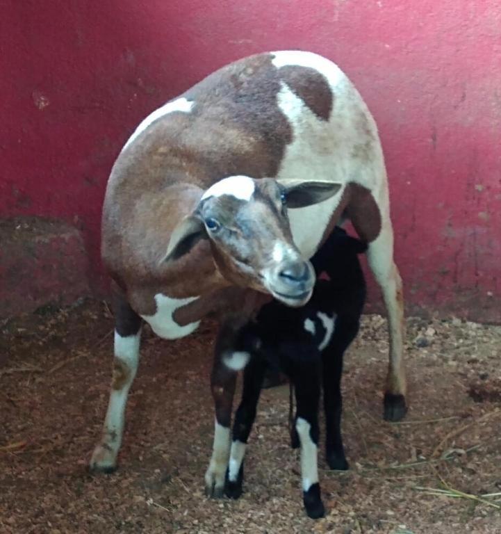 Aldeia Parque Pousada Rural São Roque Eksteriør billede