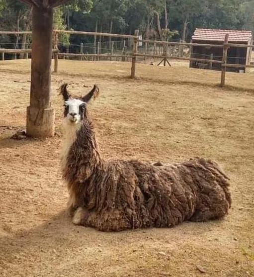Aldeia Parque Pousada Rural São Roque Eksteriør billede