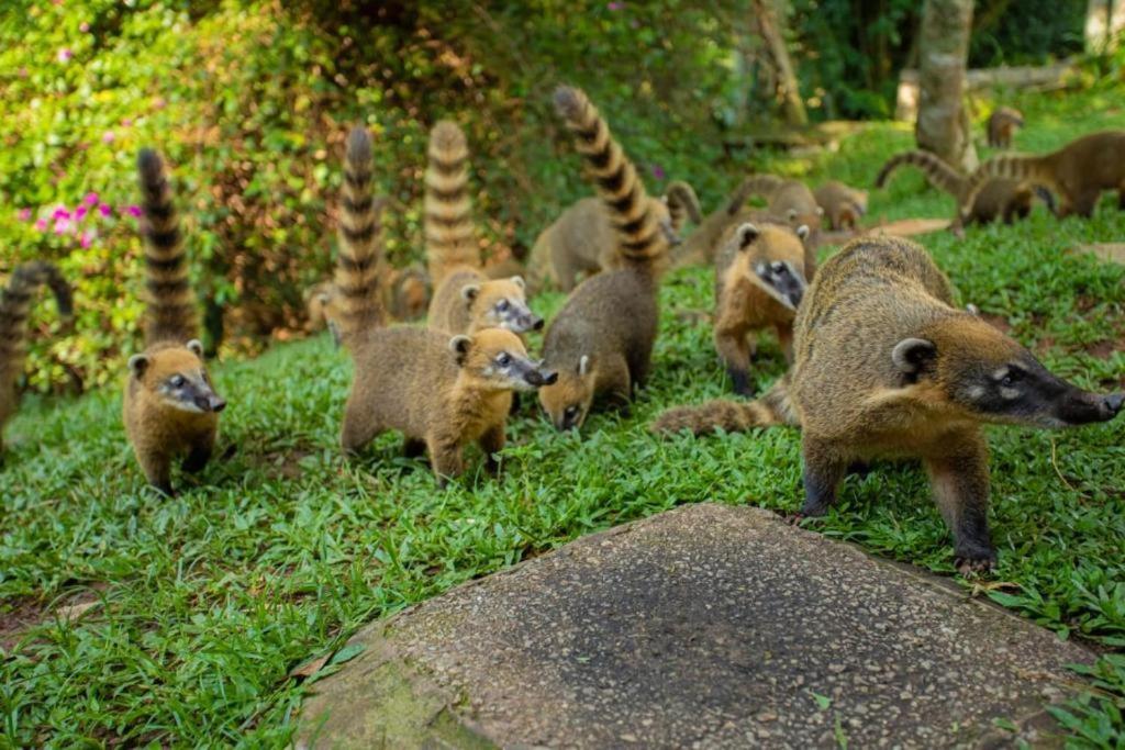 Aldeia Parque Pousada Rural São Roque Eksteriør billede