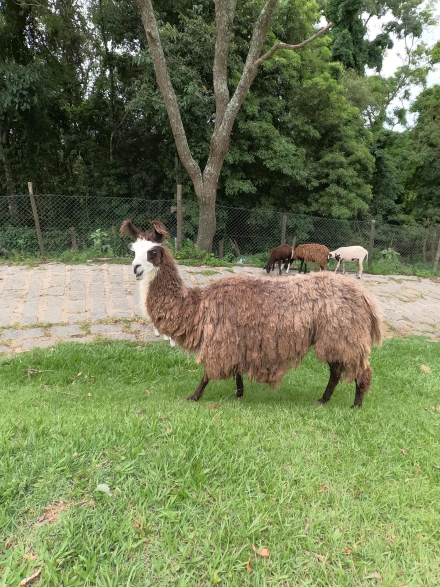 Aldeia Parque Pousada Rural São Roque Eksteriør billede
