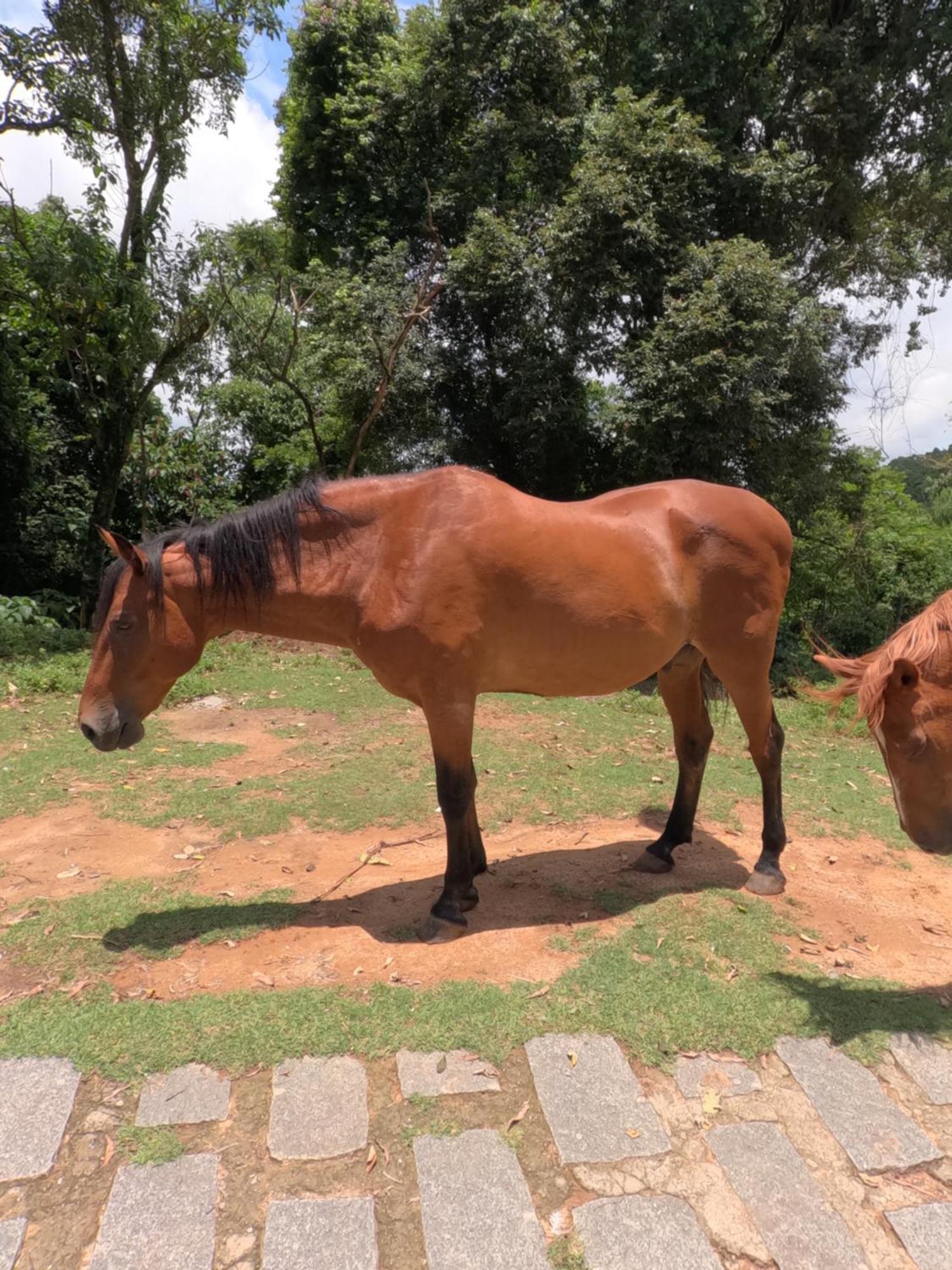 Aldeia Parque Pousada Rural São Roque Eksteriør billede